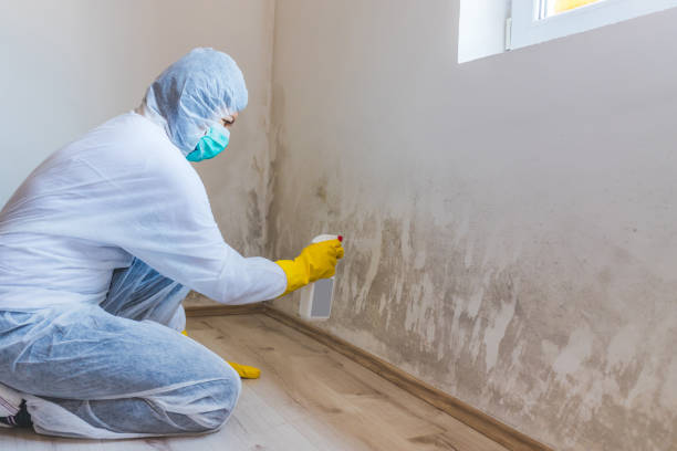 Licensed Basement Mold Remediation service in Barclay, NJ - WQB Mold Removal