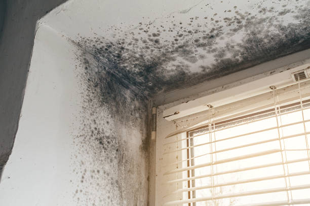 Affordable Basement Mold Remediation solutions in Barclay, NJ